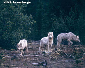 3wolves1.jpg