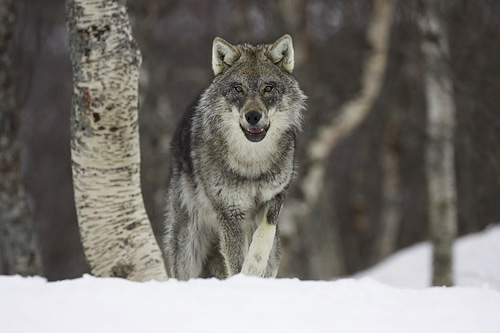em-wolf-028.jpg