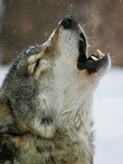 wolf.jpg