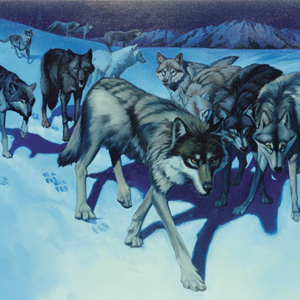 wolves_large.jpg